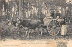 Landes Dans La Foret Mise En Barrique De La Resine