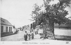 Verton Le Gros Arbre à Verton