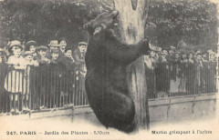 Paris Jardin Des Plantes L'Ours Martin Grimpant A L'Arbre à Paris