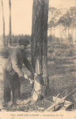 Dans Les Landes Cramponage Des Pins