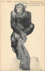 Paris 5e Jardin Des Plantes Galerie Singes Chimpanze Troglodytes Niger -
																					75005 Paris 5e
																			