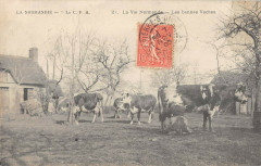 La Vie Normande Les Bonnes Vaches