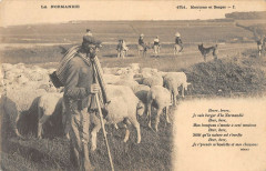 Normandie Moutons Et Bergers