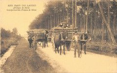 Dans Les Landes Attelages De Mules Portant Des Poteaux Electriques