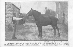 Bretagne Hippique Juron Poulain De Trait A Mr Abherve Gueguen Kerlaviou