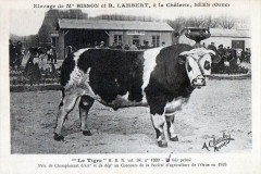 Sees Elevage De Mr Bisson Et R.lambert A La Chalerie Le Tigre à Sées