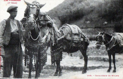 Les Pyrenees Conducteurs De Mulets (Gros Plan Belle Cpa
