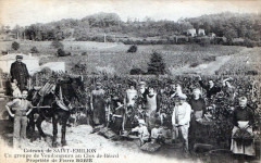 Coteaux De Saint Emilion Un Groupe De Vendangeurs Au Clos De Beard Propri -
													33 Gironde
												