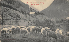 Un Troupeau Au Paturage Dans Les Alpes (belle cpa