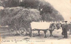 Salies De Bearn Certainement Voir Verso Attelage De Boeufs -
													64 Pyrénées Atlantiques
												