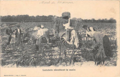 Landais Recoltant Le Mais