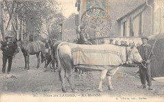 Dans Les Landes Au Marche (Tres Gros Plan Boeuf