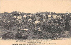 Les Vendanges Au Clos De Sailly Propriete Ricard Aine Fils Et Gendre A Le