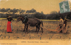 Landes Travaux Des Champs Binage Du Mais (cpa glacée