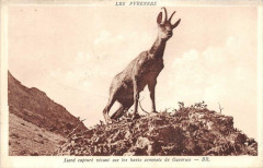 Pyrenees Isard Capture Vivant Gavarnie