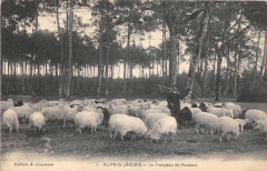 Au Pays Landais Un Troupeau De Moutons -
													40 Landes
												