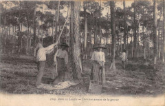 Dans Les Landes Derniere Amasse De La Gemme
