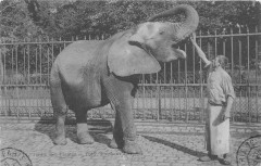 Paris Jardin Des Plantes Elephant D'Afrique à Paris
