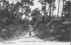 Saint Brevin Un Sous Bois