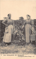 Les Vendanges En Touraine Vendanges De Raisin Rouge