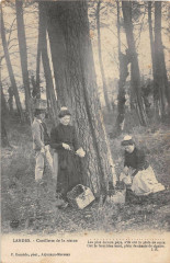 Landes Cueillette De La Resine