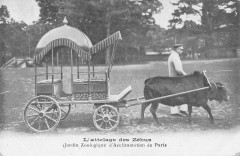 Jardin Zoologique d'Acclimatation de Paris - L'attelage des Zébus à Neuilly-sur-Seine