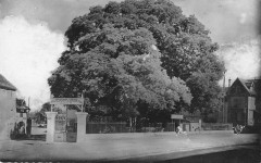 Villennes Sophora