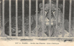 Paris Jardin Des Plantes Lion D'Afrique à Paris