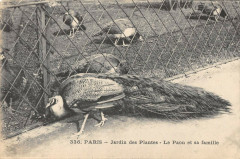 Paris Jardin Des Plantes Le Paon Et Sa Famille à Paris