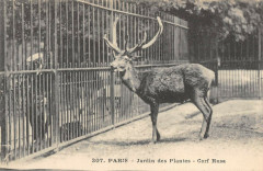 Paris Jardin Des Plantes Cerf Rusa à Paris
