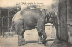 Paris Jardin Des Plantes L'Elephant Houtch Demandant La Porte à Paris