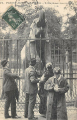 Paris 5e Jardin Des Plantes L'Elephant Sarrith -
																					75005 Paris 5e
																			
