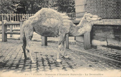 Paris 5e Museum D'Histoire Naturelle Le Dromadere -
																					75005 Paris 5e
																			