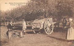 Notre Normandie Scenes Mesurage Des Pommes
