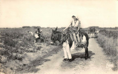 Ile De Re Parc En Vendanges L'Ane En Culotte -
													17 Charente Maritime
												