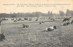 Carte postale ancienne Bois de Boulogne - Bétail sur le Terrain de Bagatelle pour l'approvisionnement de Paris
                                                                     à Paris 16e
                                