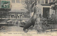 Paris Le Jardin Des Plantes Otarie De Californie à Paris