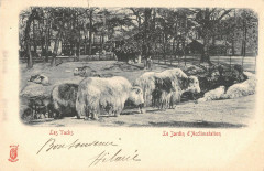 Le Jardin d'Acclimatation - Les Yacks à Neuilly-sur-Seine
