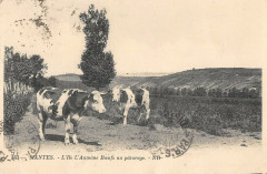 L'Ile L'Aumone Boeufs Au Paturage