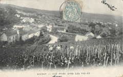 Avenay Vue Prise Dans Les Vignes