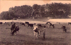 Dax (Landes) - Ramparts Gallo-Romains 33