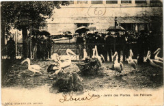 Paris (5e) Jardin des Plantes. Les Pelicans -
																					75005 Paris 5e
																			