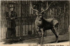 Paris (5e) Jardin des Plantes. Cerf Rusa à Paris 5e