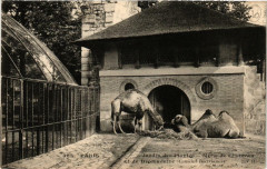 Paris (5e) Jardin des Plantes. Melis de Chameau et de Dromadaire -
																					75005 Paris 5e
																			