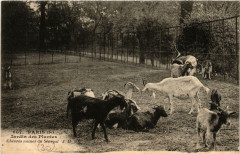 Paris (5e) Jardin des Plantes. Chevres naines du Senegal à Paris 5e