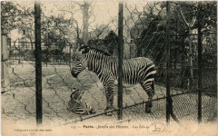 Paris (5e) Jardin des Plantes. les zebres -
																					75005 Paris 5e
																			