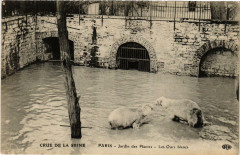 Carte postale ancienne Paris Jardin des Plantes Les Ours blancs Inondations 1910
                                                                     à Paris
                                