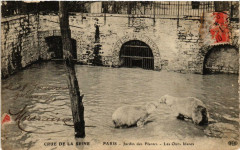 Carte postale ancienne Paris Jardin des Plantes Les Ours blancs Inondations 1910
                                                                     à Paris
                                
