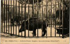 Paris (5e) Jardin des Plantes. Sanliers Sus scrofa à Paris 5e