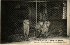 Paris (5e) Jardin des Plantes. Macaque Bonnet chinois -
																					75005 Paris 5e
																			